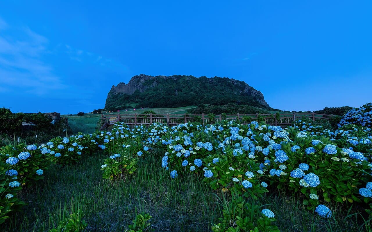 Hydrangeas and Seongsan Ilchulbong at blue hour